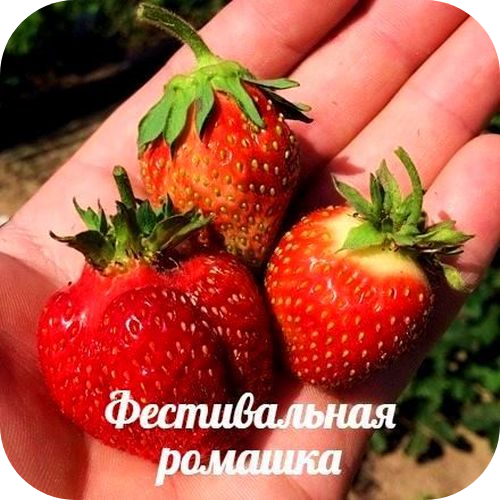 Клубника "Фестивальная ромашка" Клубника "Фестивальная ромашка"
