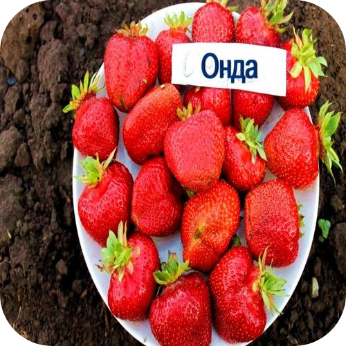 Клубника "Онда" Клубника "Онда"