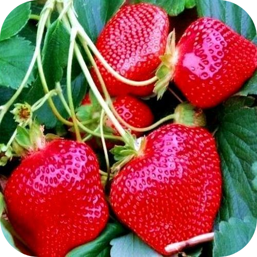 Клубника "Пегас" Клубника "Пегас"